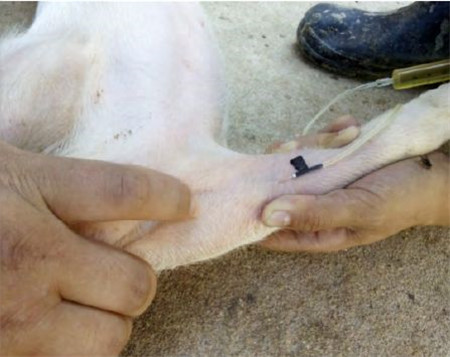 猪前肢静脉推注药物治疗猪病 手把手速成兽医高手