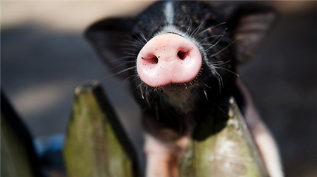 到东北养猪去! 畜牧行业正在上演“南猪北移”大戏