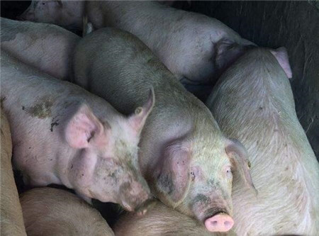 猪场发病，诊断一波三折，最终死了60头肥猪才找到根本原因！