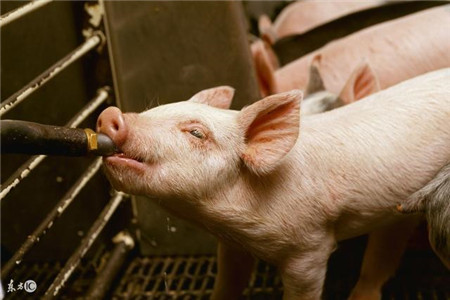 猪流行性腹泻的防治要点！一学就会！