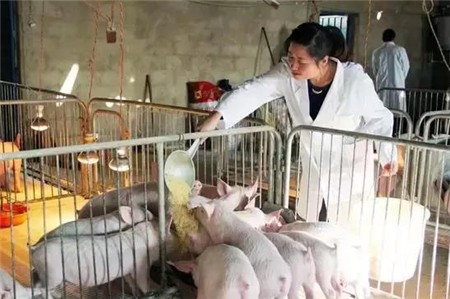 2018小规模养猪如何发展?