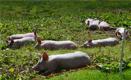 2018年的大幕已经拉开,随着中央农村工作会议的胜利召开,农民也对未来充满了期待和希望。不过