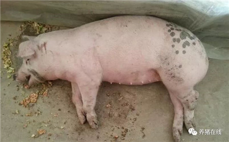 猪突然倒地的急救方法！