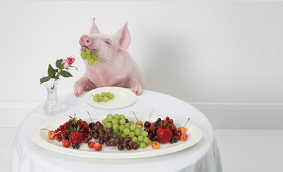 批次化生产已成为现在规模猪场的生产主流,作为养猪比较先进的德国,在批次化生产方面有哪些值得借鉴的点了?