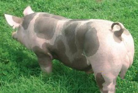 母猪不吃东西没有奶？你可以这么做