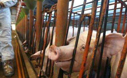 2017年的环保拆迁工作算是结束了,但是环保工作的进程却从未停止过。从相关的政策中我们也不难看出,坚持绿色可持续发展是养猪业的必由之路。