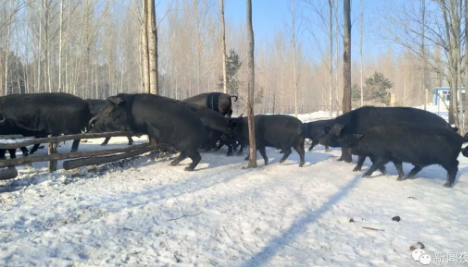 吃过猪肉的你,见过猪跨栏吗?