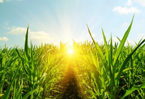 从去年11月份下旬开始,国内玉米现货市场就开启了一波较为明显的上涨走势,这种势头一直延续之1月中旬。