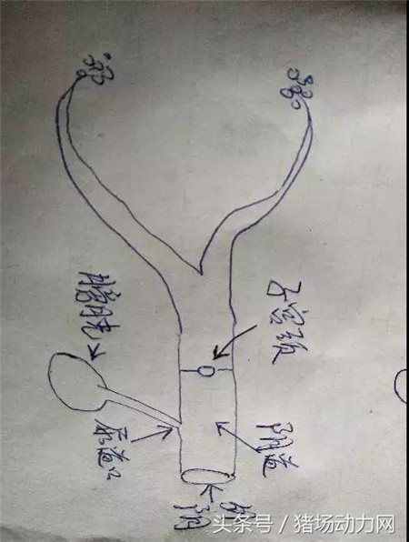 配种时母猪突然嚎叫前冲大量流血，咋回事？