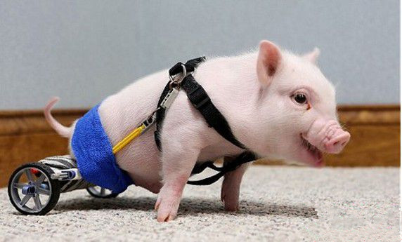 2018年国家储备肉取消政府定价,屠宰企业必须挂排污许可证!