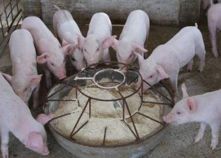 成都全搜索新闻网1月26日讯据国家统计局成都调查队公开消息,2017年,成都市CPI上涨2.0%,而猪肉价格下跌9.3%,拉动CPI下降约0.29个百分点。