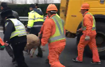 捉猪!捉急!小货车爆胎侧翻,8头肉猪高速公路上乱跑