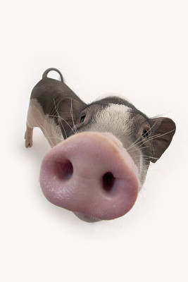 　　猪眼救了失明人，高达95%成功率，信不信由你