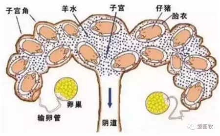 小猪出生后的正确断脐方法! 你真的知道吗?