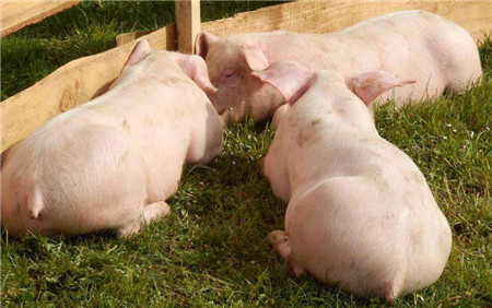 养猪能不能赚钱,赚钱是多是少,核心因素在于养殖水平决定的养猪成本,根本因素则是最终出栏的生猪成交价格。