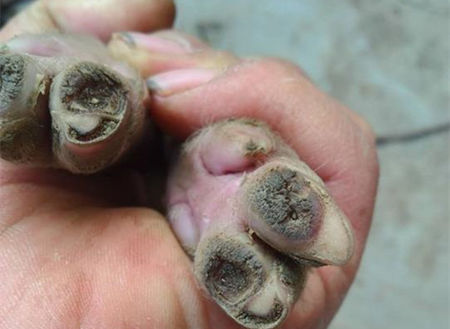 母猪裂蹄，问题说大不大说小不小，注意这些好处多！