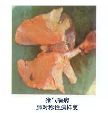 华辰制药——要钱的病很要命！