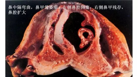 华辰制药——要钱的病很要命！