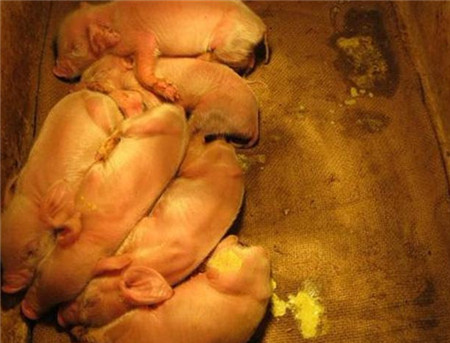 降雪过后，猪腹泻病又开始了，如何鉴别是那种病呢？看下面几点