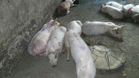 猪咳了半个月，是顽固性咳喘难治，还是用药不对症？