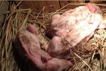 农民老张家，7天死了100多头猪，老兽医用三味中药来治疗！