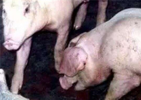 使用醋治这几种病，比打多少头孢、氟苯尼考都有效！