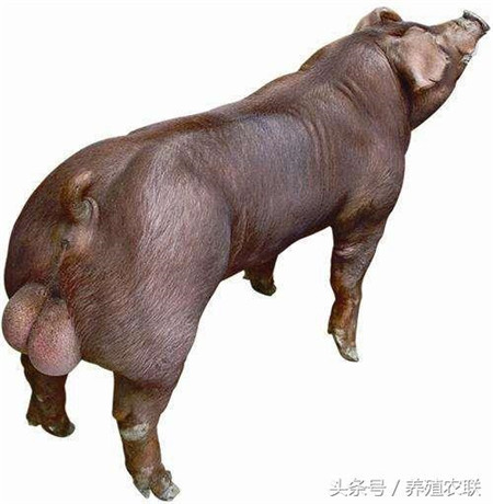 种公猪的选择与饲养管理,猪场管理手册