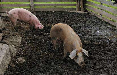 该饲料企业高管表示,其实并没有,因为政府已经有了非常清晰的逻辑,携手龙头企业给散户做引导以及提供生产资源。现在龙头企业进入也是在政府的规划之下引导散户主动进行猪舍整改升级以达到环保标准,因为事实上很大部分的散户也在寻求大企业的引导和协助以做到符合环保政策与法规。