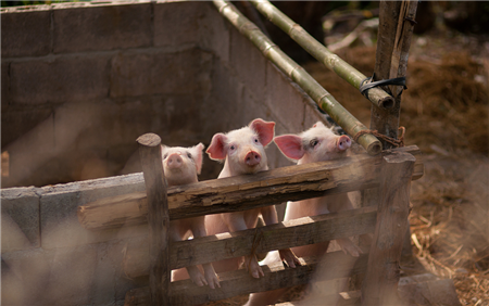 中国畜牧兽医报