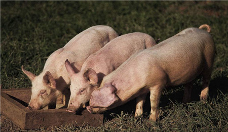 猪价大跌有内幕?专家呼吁政府调查屠企联合压价行为