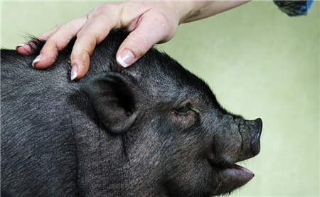 一斤猪肉跌倒7块多，比一些蔬菜都便宜，节前还会涨价吗？