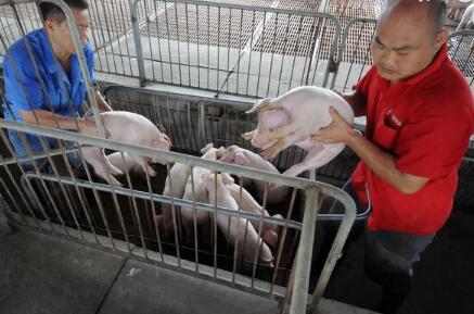 中国饲料工业信息网