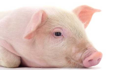 :猪朋友18财运挡不住，福气，福气，快来接住