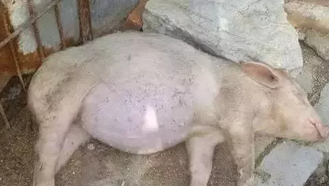 　有时候猪场会突然出现一些紧急情况，造成慌乱，不知所措，我们该如何快速应对呢？下面来聊一聊关于常见的胀肚子猪的问题以及应对措施。