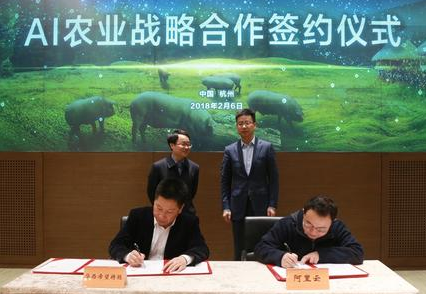 2月6日，阿里云与四川特驱集团、德康集团宣布达成合作，将对ET大脑进行针对性训练与研发，最终全面实现AI养猪。