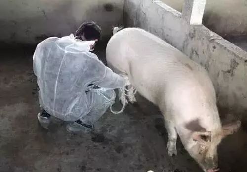 对于空怀期的母猪饲养有一半以上猪场做错了!