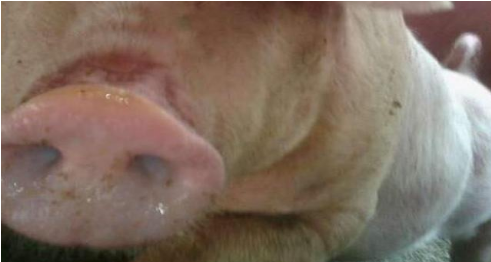 2公斤替米、2公斤氟苯都没搞定的猪病，居然被这几种药搞定了！