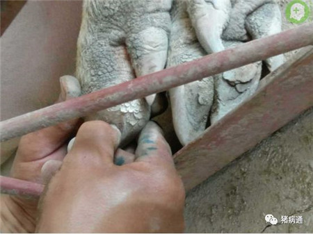 这种病不要小视，猪淘汰率可增加20%以上！