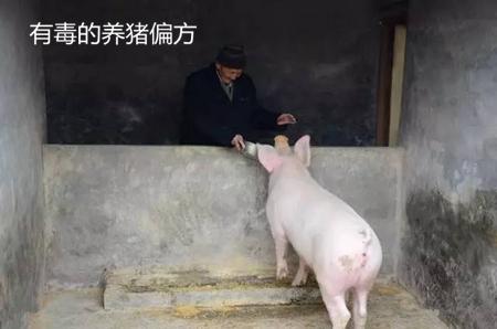 有“毒”的养猪偏方，你还在用吗？