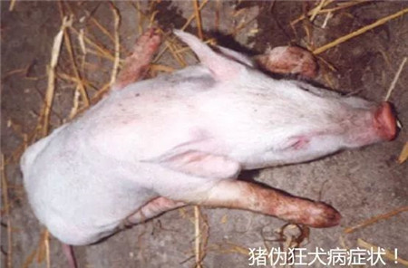 猪出现神经症状是伪狂犬？链球菌性脑炎？