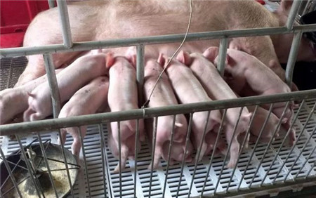 寒冷冬季生猪饲养管理主要抓哪些?