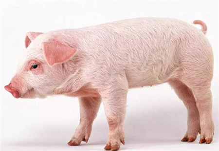 猪哮喘最经济的疗法