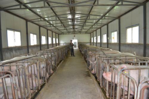 这就是猪嘲管理！大小都适用！