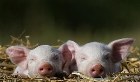 此次猪价暴跌，我们学到了什么