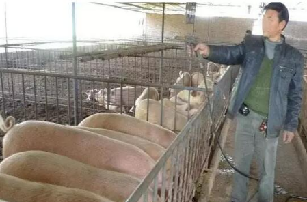 一位久经猪场的老兽医谈猪饲料,句句在理!