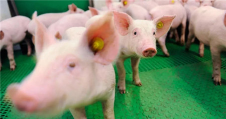 人工智能来养猪？这不是在开玩笑！