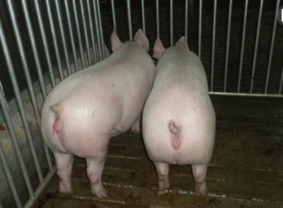 一线兽医：浅谈对母猪子宫炎症的一点认识