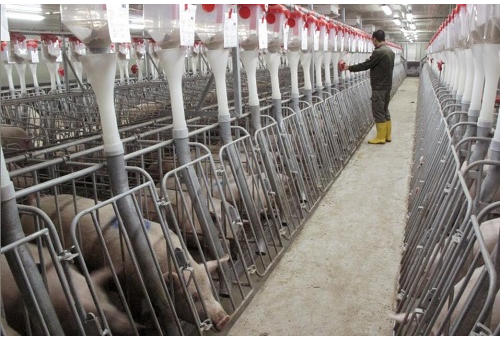 英媒称中国养猪场奔向“现代化”：助中国猪肉走向国际