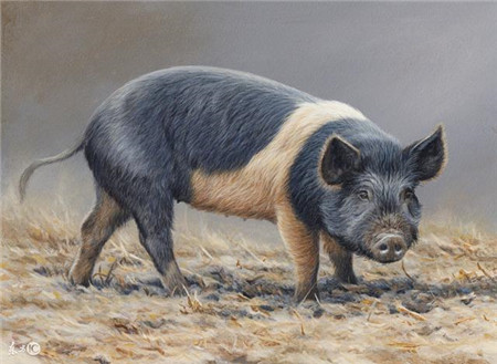 伪狂犬的最佳治疗方案，你学到了吗？