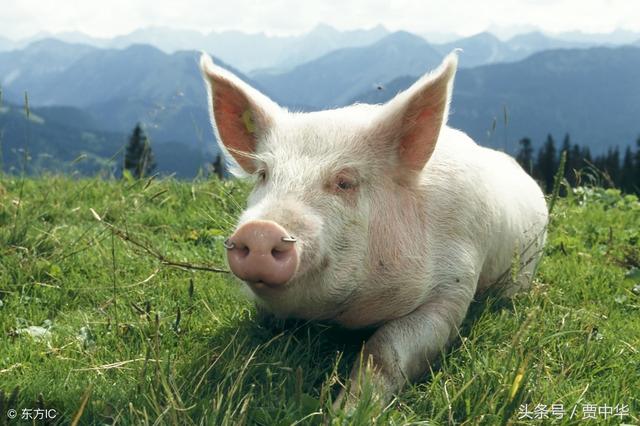 猪价止跌反弹!适重猪该不该压栏到年后?